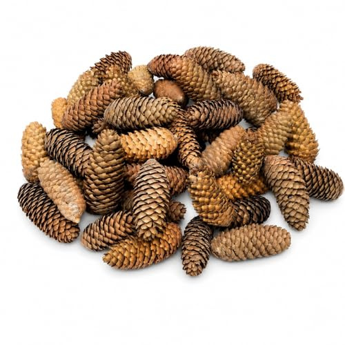NaDeco Fichtenzapfen 1 kg, ca. 40-50 Stück, 6-12 cm, Picea Abies