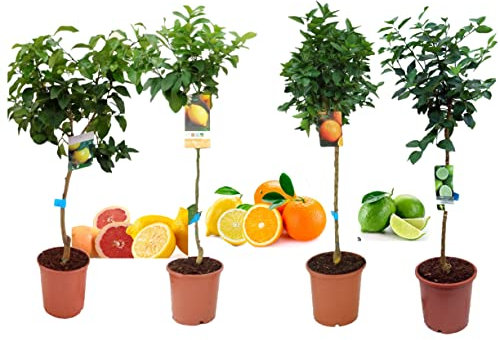 Pack Limonero - Naranjo - Pomelo - Mandarino Planta Natural - (Altura 110 Cm) Maceta 22 cm (Pack Limonero+ Naranjo + Pomelo + Lima)