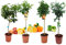 Pack Limonero - Naranjo - Pomelo - Mandarino Planta Natural - (Altura 110 Cm) Maceta 22 cm (Pack Limonero+ Naranjo + Pomelo + Lima)
