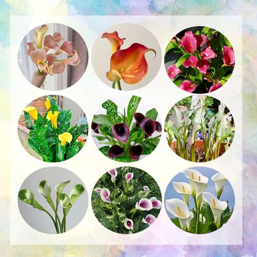 10 pcs calla zwiebeln winterhart, calla lilie zwiebeln, indoor plants for living room, echte pflanzen, calla pflanze winterhart Knollen (Zantedeschia aethiopica) outdoor pflanzen bodendecker