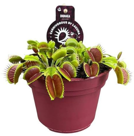 Venus flugfälla – Dionaea Muscipula – köttätande växt – Ø 12 cm – 12 cm – exotisk krukväxt med fångstblad – lättskött och fascinerande