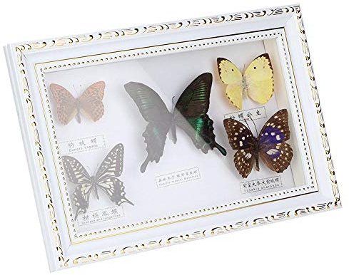 Cikonielf Papillons Exquis spécimen d'insectes Artisanat d'anniversaire décor à la Maison Ornement adapté pour la Saint-Valentin Presse-papiers Presse-papiers Collection