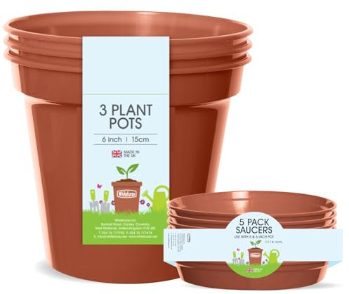 Whitefurze Plant, Pot & Saucer Set, 6 Inch/15 Centimeters