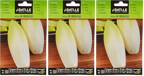 Semences horticoles de Batlle - Endive de Bruxelles (10g), Noir (Lot de 3)