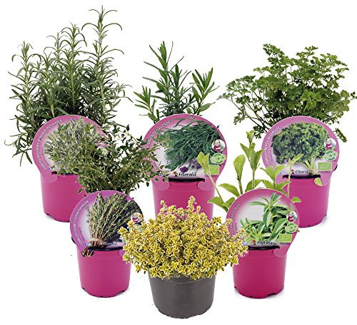 PACK 6 PLANTAS AROMÁTICAS MIX - LAVANDA, PEREJIL RIZADO ECO, ROMERO, STEVIA ECO, TOMILLO COMÚN ECO, TOMILLO LIMÓN ECO