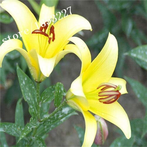 Gelb: 100 Stücke Lilie Samen Hemerocallis Desperado Samen Hemerocallis Fulva Taglilie Blumensamen Bodendecker Pflanzensamen