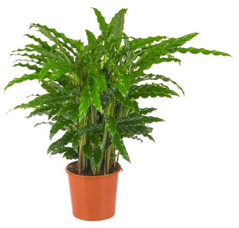 BloomPost 9509899178193 Planta, Verde