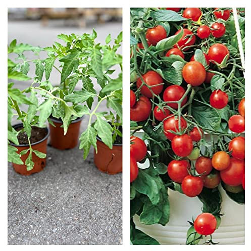 Tumbling Tom 'red' Tomato Pack of 3