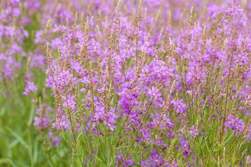 Lythrum virgatum 'Swirl' ca. 11x11 cm Topf - Blutweiderich, rosa Blüten, Blütezeit Juli-September, ideal für feuchte Standorte, bienenfreundlich, pflegeleicht