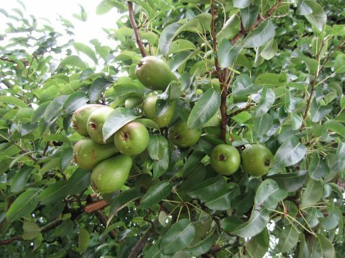 Tree Seeds Online - Pyrus Communis Conference Pear. 25 Seed - 2 Packs