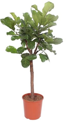 Trendyplants – Ficus Lyrata Albero – Pianta di tabacco – Pianta d'appartamento – Dimensioni vaso Ø 30 cm – Altezza 170 – 190 cm