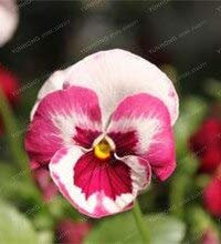 Nuovo 50 pezzi Pansy ondulé Viola tricolore graines de fleurs pour le jardinage blanc rouge