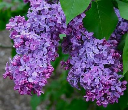 (3) Common Lilac Bush,-Trees, Purple-Violet Flowers, 1-2' Tall Potted Plant Seeds*Bulbs*Plants*&More