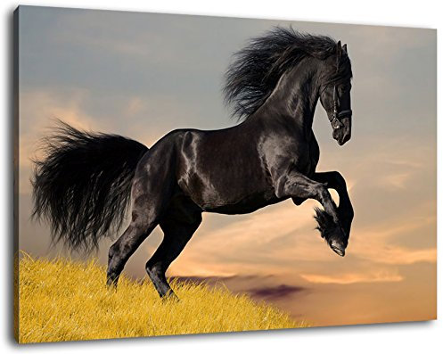 Schwarzes Pferd Format 80x60 cm Bild auf Leinwand, XXL riesige Bilder fertig gerahmt mit Keilrahmen, Kunstdruck auf Wandbild mit Rahmen