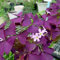 Haloppe 100 Stücke Shamrock Blumen Pflanzen Samen für Hausgarten Pflanzen, Shamrock Samen Lila Klee Bonsai Sämlinge für Garten Samen