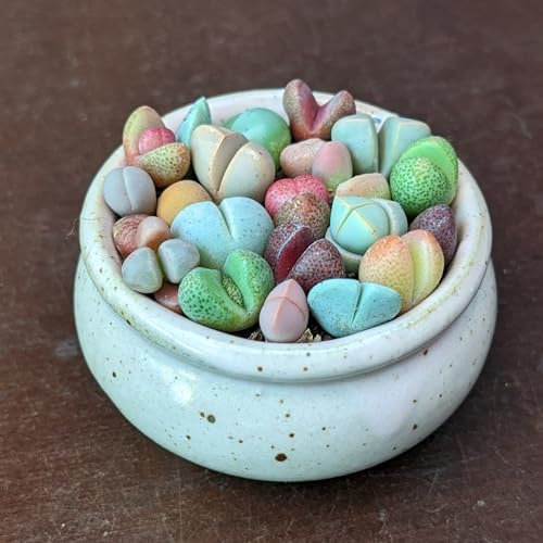 SUNNYPLANTS - Lebende Edelsteine, Lithops Mischung, Seltene Lithops, Lithops Pflanzen, lebende Stein Sukkulenten, Lebende Steine, Mini Pflanzen Lithops (10)