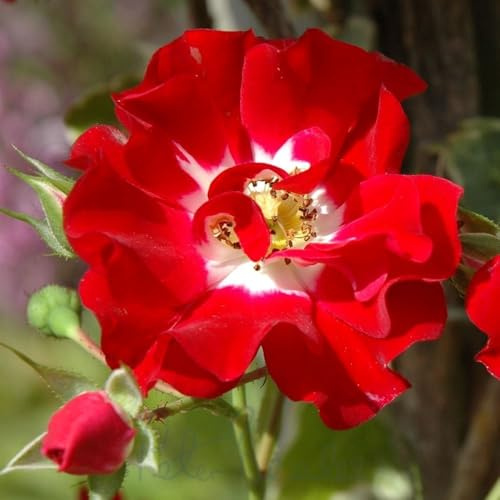 Peter Beales Roses Rambling Rosie Rambler Rose, Bright Red, 300cm x 240cm, Repeat Flowering, Award Winning Patio Climber