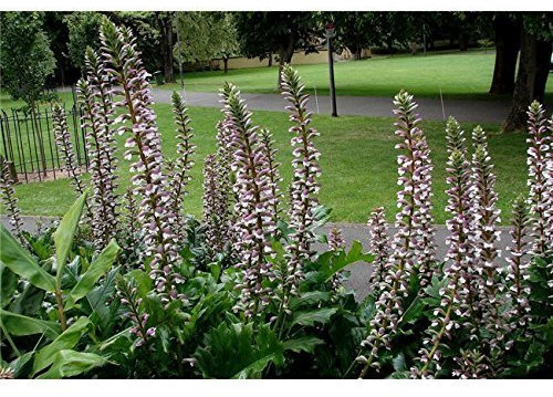 Weicher Akanthus, Bärenklau Acanthus mollis Staude im Topf gewachsen