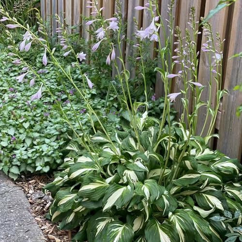 50 pcs funkien samen - dachbegrünung spezielle samen Hosta plantaginea,funkie wilder wein winterhart deko pflanzen winterharte stauden mehrjährig dekopflanzen gartenpflanzen winterhart