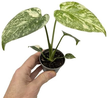 Monstera Thai Constellation 20cm (6cm Pot)