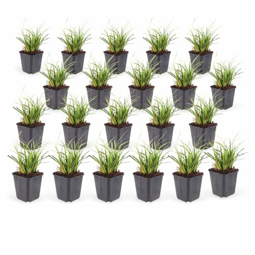 Exotenherz Carex morrowii - Japanische Segge - 9cm Topf - 10-25cm hoch - Set mit 24 Pflanzen