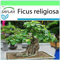 SAFLAX - Bonsai - Buddha-Feige/Bodhi-Baum - 100 Samen - Ficus religiosa