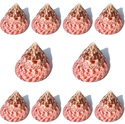 SFQEVHRZ Coquillages naturels, Lot de 10 escargots Rouges for décoration de Mariage, fête sur Le thème de la Plage, décorations for la Maison