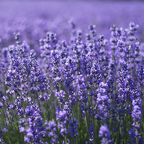 Semi Di Lavanda Semi Di Fiori Resistenti Perenni Piante Perenni Piante Da Giardino Semi Di Lavanda Fiori Decorazione Soggiorno Fiori Balcone Piante Da Giardino Roccioso Lavanda Marina 300 Semi Lavanda