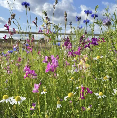 Bumblefly (Bee & Butterfly) l Wildflower Seed Mix 100% 50g ( covers 25 sq m) s/l HC12 SLMH