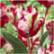 Tulpen zwiebeln mix,Tulpenzwiebeln Winterhart Mehrjährig,Balkondekoration, wächst gut in Blumentöpfen-3zwiebeln-G