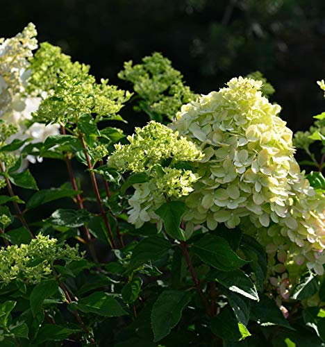 Rispenhortensie Little Lime® 80-100cm - Hydrangea paniculata