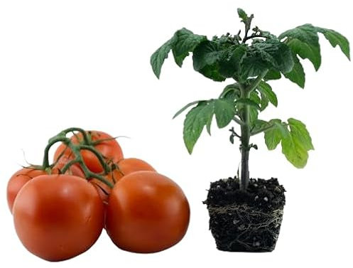 Tomatera Natural Plantel de Huerto - Cultiva Tomates en Casa