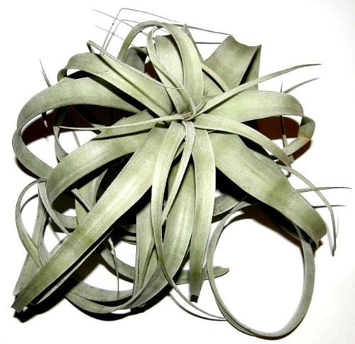 1 Tillandsia xerographica, Tillandsien für Terrarien, Aufsitzerpflanzen