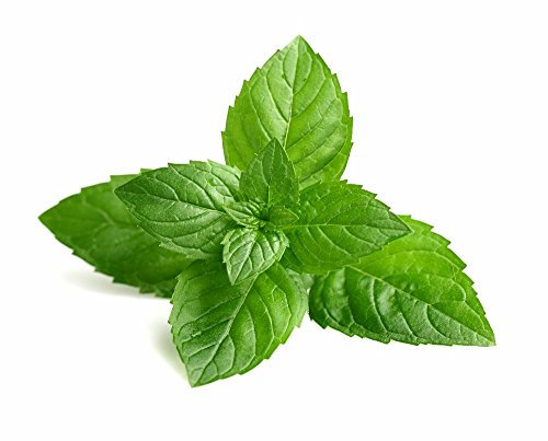 Seeds 50 mint lemon seeds in vase flowers four seasons of edible flowers seeds