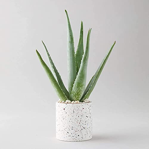 Aloe Vera Pflanze, groß, ca. 30-40 cm, inkl. Topf für Zuhause oder Büro