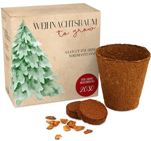 Weihnachtsbaum Anzuchtset als Adventskalender Füllung - Mini Geschenk als Idee für den Adventskalender für Frauen und Männer - Nordmann-Tanne zum selber Pflanzen