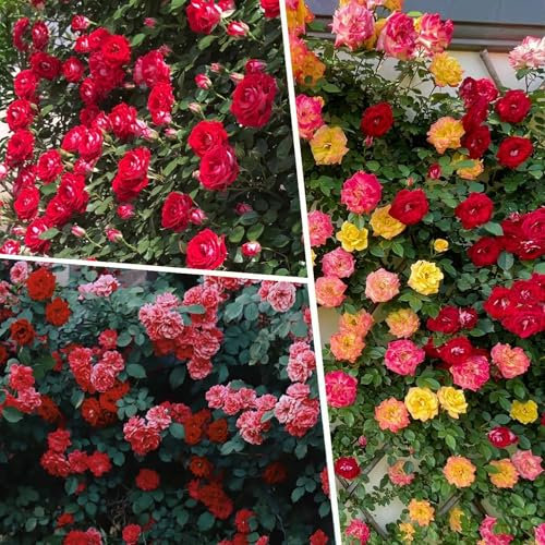 KIGKYO Kletterrosen Samen, Mischfarbe und Einfarbige Kletterrosensamen, Kletterrosen für Gartenzäune, Mauern, Balkone, Fenster und Häuser, Kletterrosen Winterhart Duftend (Rot(300PCS))
