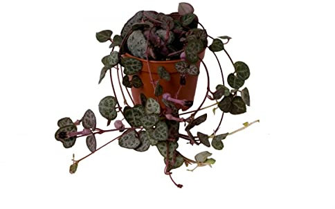 Ceropegia Woodii- String of Hearts Plant - Sent barerooted
