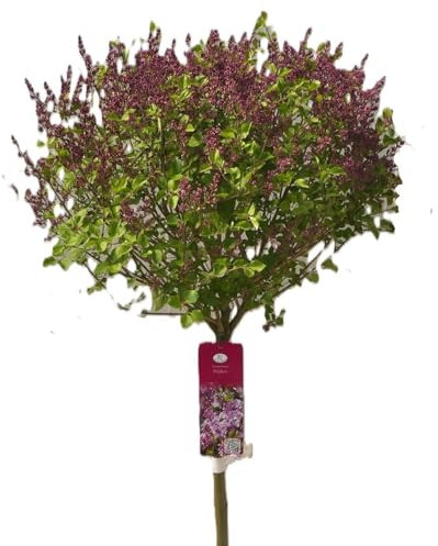 Flieder Duftflieder Syringa meyeri 'Palibin' Hochstamm 80-100 cm mehrjährig winterhart