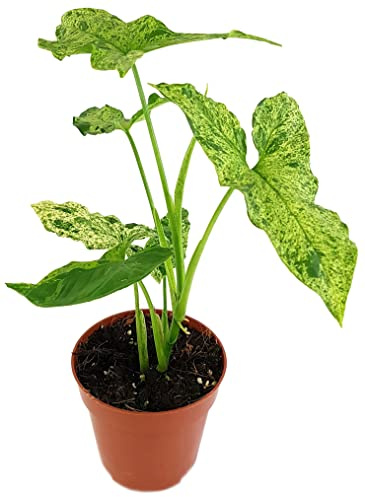 Fangblatt - Syngonium mottled - auffällig gesprenkelte Purpurtute - ca. 30 cm hoch, im Ø 12 cm Topf - außergewöhnliche Zimmerpflanze