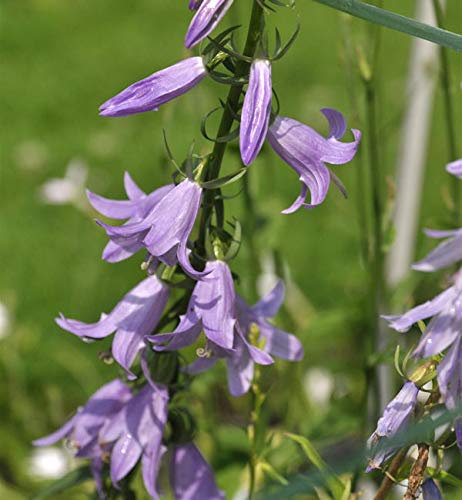 Nesselglockenblume - Campanula trachelium - lebende Gartenpflanze aus den Baumschulen