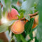 20 Pcs Pfirsichbaum Samen - Spalierobst Balkonpflanzen Winterhart Pfirsich Frisch, Obstbaum Pflanztöpfe Säulenobst Winterfeste Pflanzen Für Balkon Deko Wohnzimmer Modern Säulenobstbäume