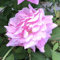 100 Stück Rosensamen, Blumensamen für Garten und Balkon, Rosen Pflanzen Samen, Garten Blumen, Ideale Garten Pflanzen, Balkon Pflanzen (Hellrosa)