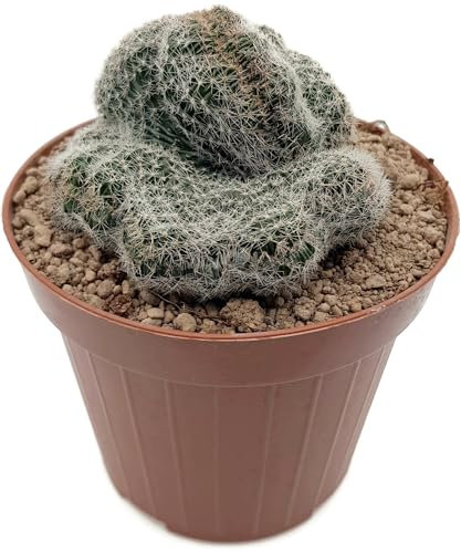 Fangblatt - Lobivia densipina cristata - spektakulärer Kamm-Kaktus - seltene Wuchsform - Ideal für Sammler und Liebhaber exotischer Zimmerpflanzen