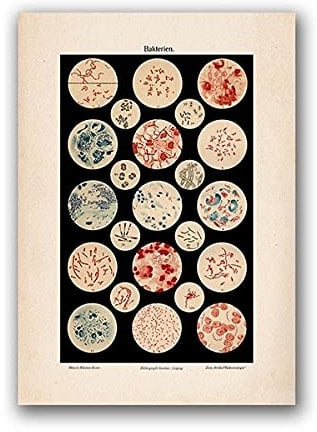 marca generica Mikrobiologie Bakterien Mikrobe Kunstdruck Medizin Poster Wissenschaft Wandkunst Leinwand Malerei Bild Biologie Studie Vintage Dekoration Ungerahmt-50x70cm