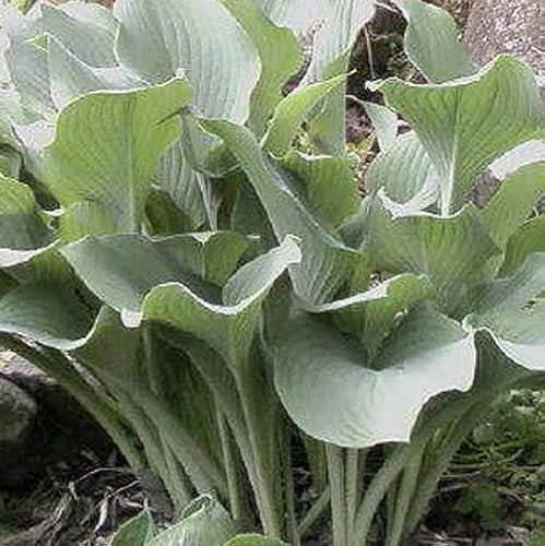 12 unità Hosta 'Krossa Regal' - Hosta Vaso 9x9cm ±1 m² - Foglie Grandi e Blu per Giardini e Aiuole