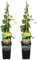 Bloomique - 2er-Set - Lonicera Tellmanniana - Strauchgeißblatt - Orange - Kletterpflanzen - Gartenpflanzen - Winterhart - Topf 15 cm - 70-80 cm hoch