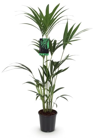 Howea Forsteriana – Palma Kentia – 120 – 130 cm – 21 cm – Palmera interior fácil de limpiar con hojas elegantes – Planta verde resistente y purificadora de aire para interiores modernos