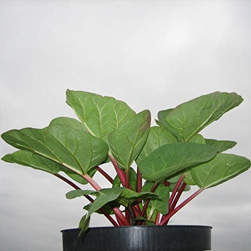 Rhabarber Pflanze Canada Red kräftig rotstielige Sorte muss nicht geschält werden im 2-3 Liter Topf