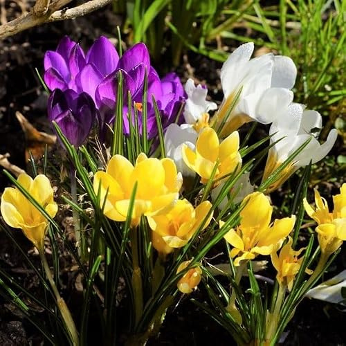 Natural Bulbs Elfenkrokus Mix - BIO 100 Krokuszwiebeln aus Holland | Eine wahre Farbenpracht, wenn der Garten gerade erst erwacht